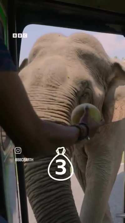 Meet the elephant who collects road tax