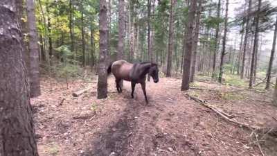Horse kicks a tree, farts on dogs and run away