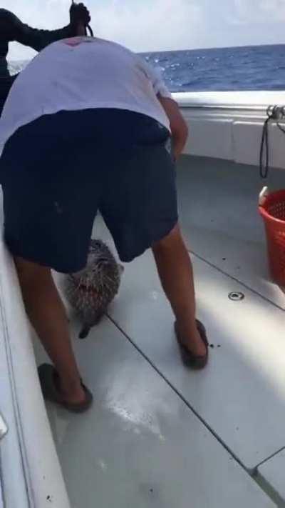 I'll just stick my finger in this puffer fish mouth.