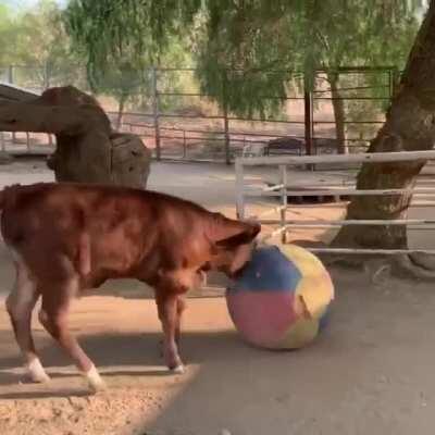 Lewis is playing with the ball when Sky decides he wants to play too