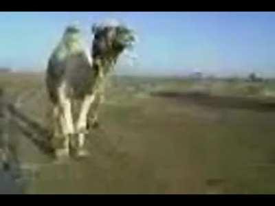 camel singing maliali song