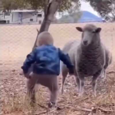 Baby & sheep confrontation, both stand their ground 😆