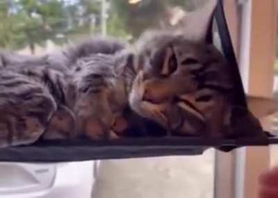 human, you woke me up