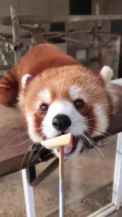Adorable red panda eats apple slices!