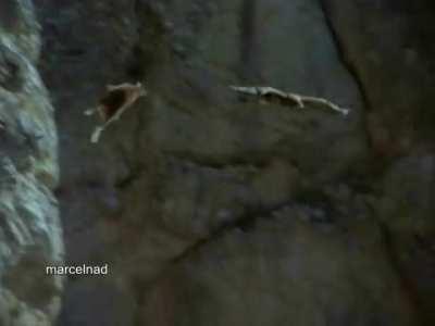 Caution: Golden Eagle drags a Mountain Goat off a cliff ⛔️ ⚠️ ☠️