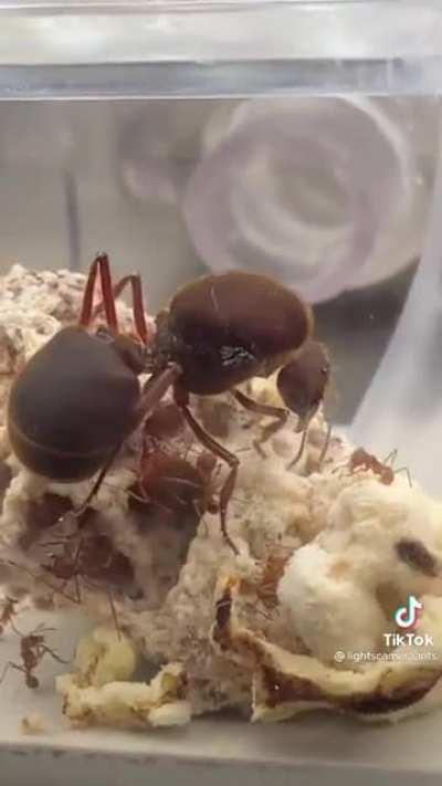 A friend sent me this...Is that actually real?