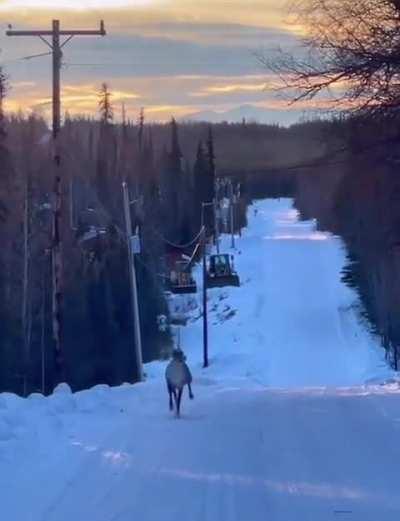 🔥 A caribou prancing down a snowy road without a care in the world