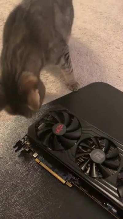 Finally got my hands on a GPU, Chloe was excited too.
