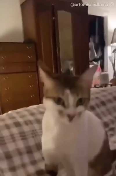 When you say your cat’s favorite word
