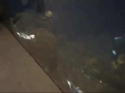 Oxygen isn’t the only gas in water