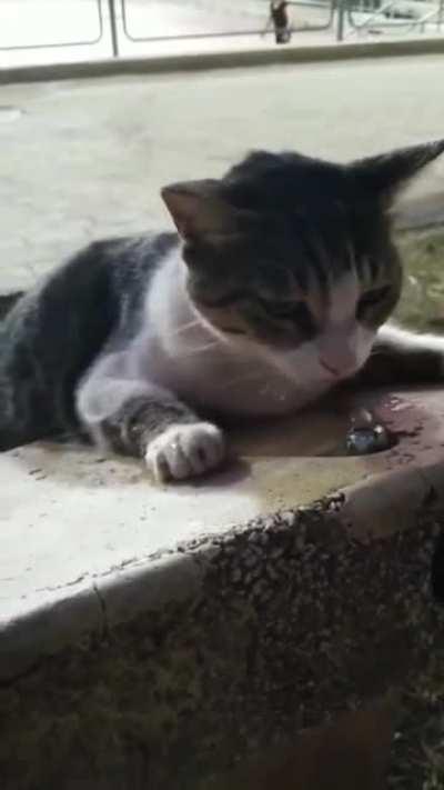 Helping the kitty get a drink of water