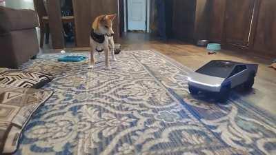 Elon if you're reading this come play with Doge