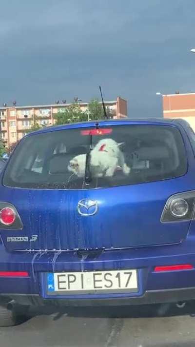 Doggo chases windshield wipers