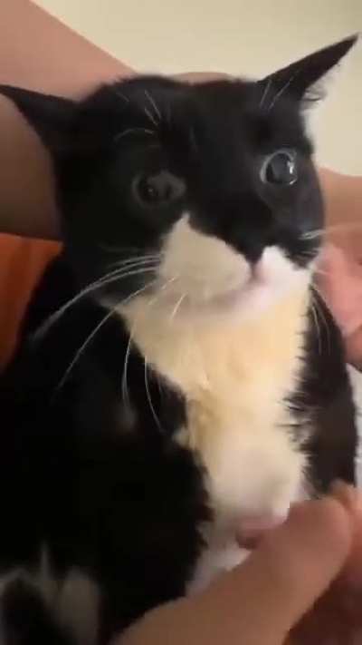 Cute cat's mealtime 🥰