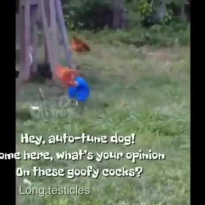 CHICKEN GONE WRONG GONE !!!!!!!!!