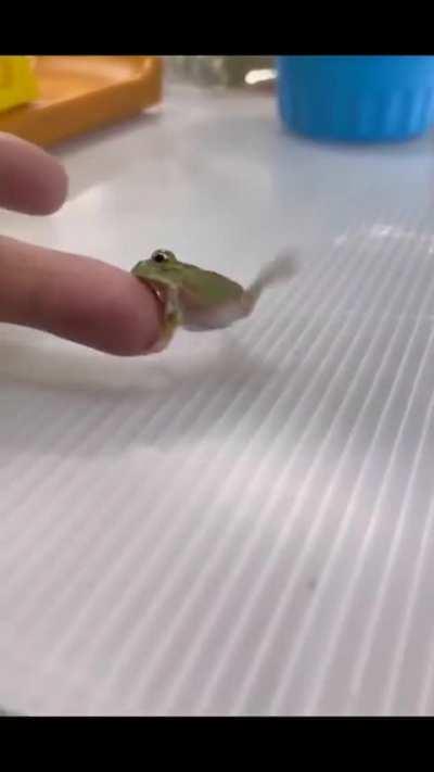 Ferocious miniature Kermit attack helpless human finger 