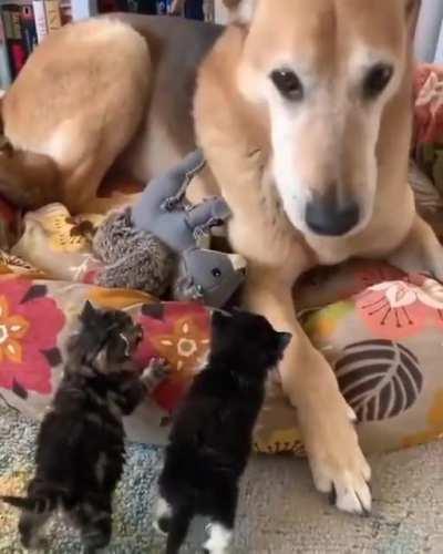 2 kittens furiously yell at good boy
