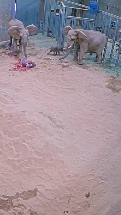 Birth of a healthy male calf in Fresno on Aug 26th