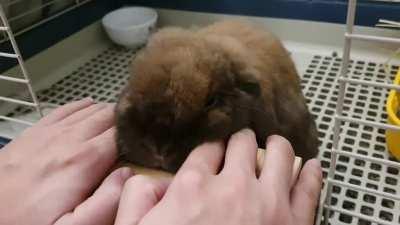 Princess: Hoomin, stop disturbing my chubby cheeks!