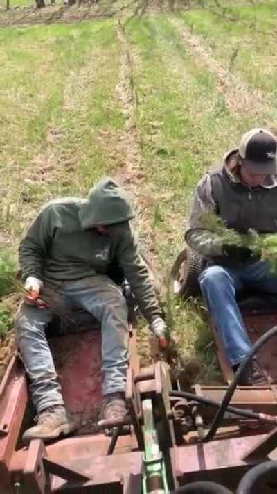 Planting trees comfortably