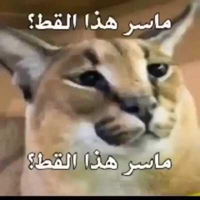 ما سر هذا القط؟😱omg da floppa 🥶🥶