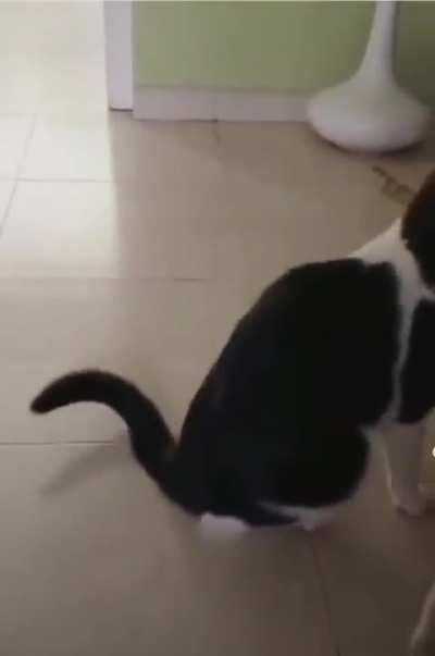 Turn cat into speaker