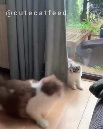 They have springs or somethin in dem Paws. IG: cutecatfeed