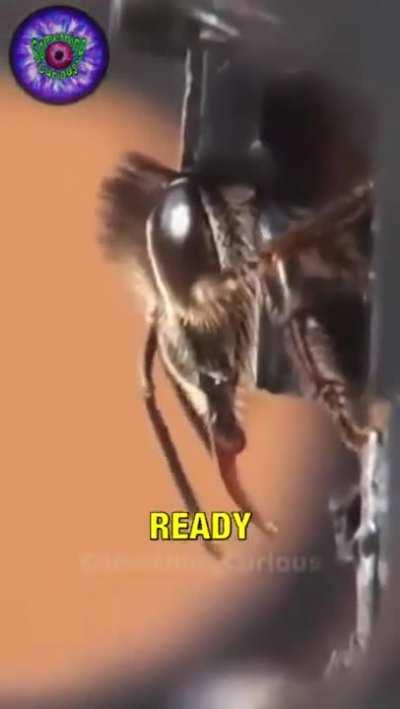 The Matrix, but for bees...