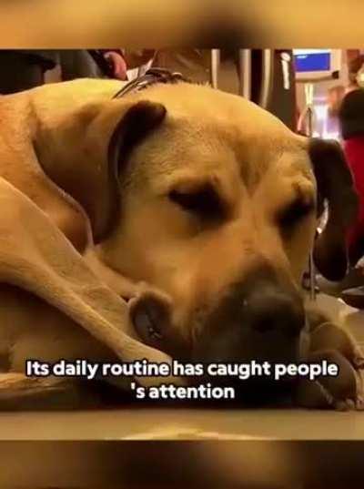 The story of “Boji” the dog