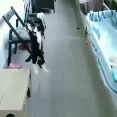 Gatinho matou no peito