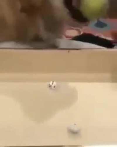 When a PC takes the Help action for a skill they aren't proficient in.