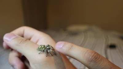 Meet Ivana, female Hyllus diardi. i love how she reaches out.