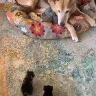 two squeakers coming in for snuggles