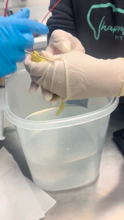 Tube Feeding an a Axolotl