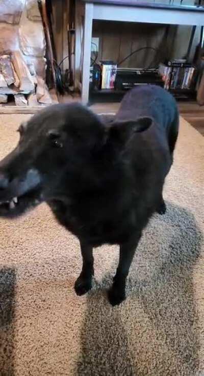 Bear knows to use her indoor voice but sometimes gets a little carried away. Once reminded, she goes back to microborks.