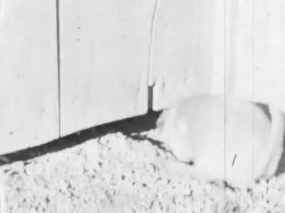 An archivist found a long forgotten 8mm film reel in an old metal box, marked 