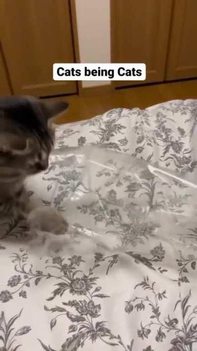 Бесконечный анбоксинг