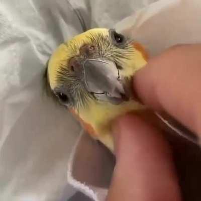 CuteBirb