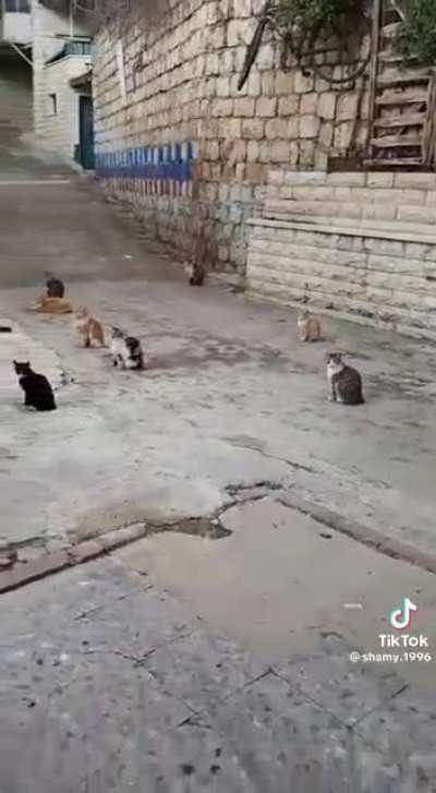 Khutba on how to be a better meowslim