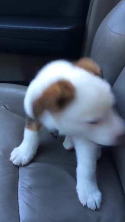 This little guy cannot stand his own hiccups