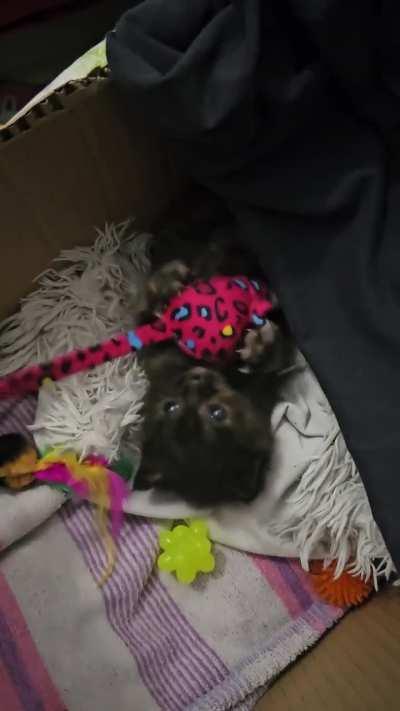 Court changed the sentence of this criminal from fostering to life of custody 