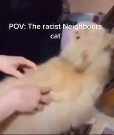 Cats say the darndest things