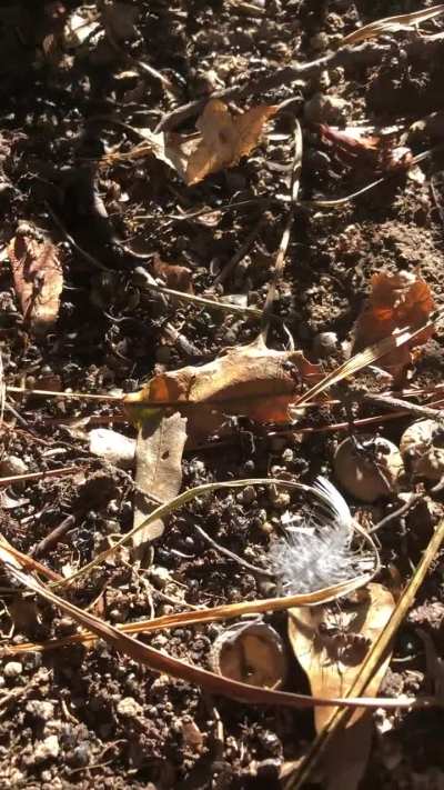 Any idea what caused this? Whole colony of ants dying/twitching