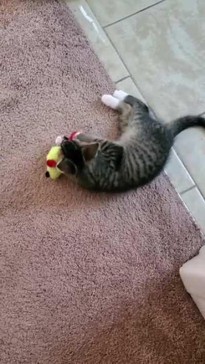 Beelzebub (Beezy) just learned he can carry his toys from place to place (and attack them whenever he drops them)