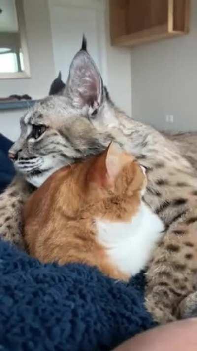 Behold! Kitties for the Panda Queen!