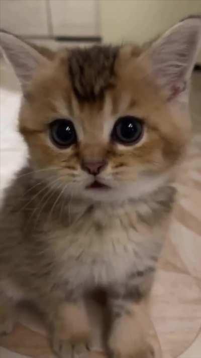 Intimidation level 89.5