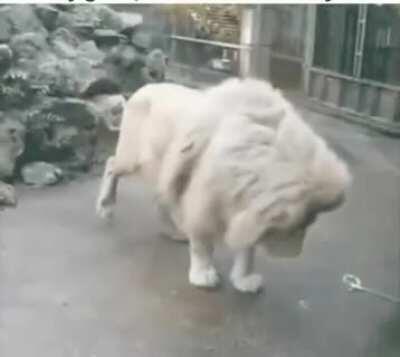 Lion meets bubble