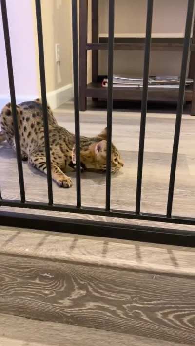 This damn cat is so unpredictable