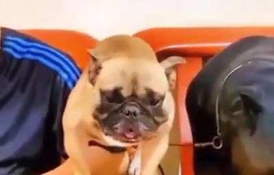 Let me at him...I said let me at him!