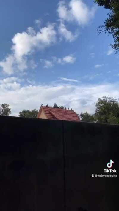 Every afternoon without fail.